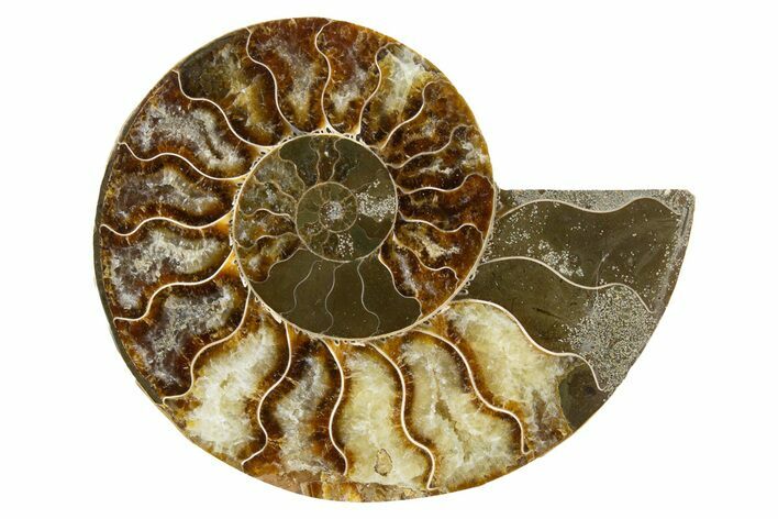 Cut & Polished Ammonite Fossil (Half) - Madagascar #345987